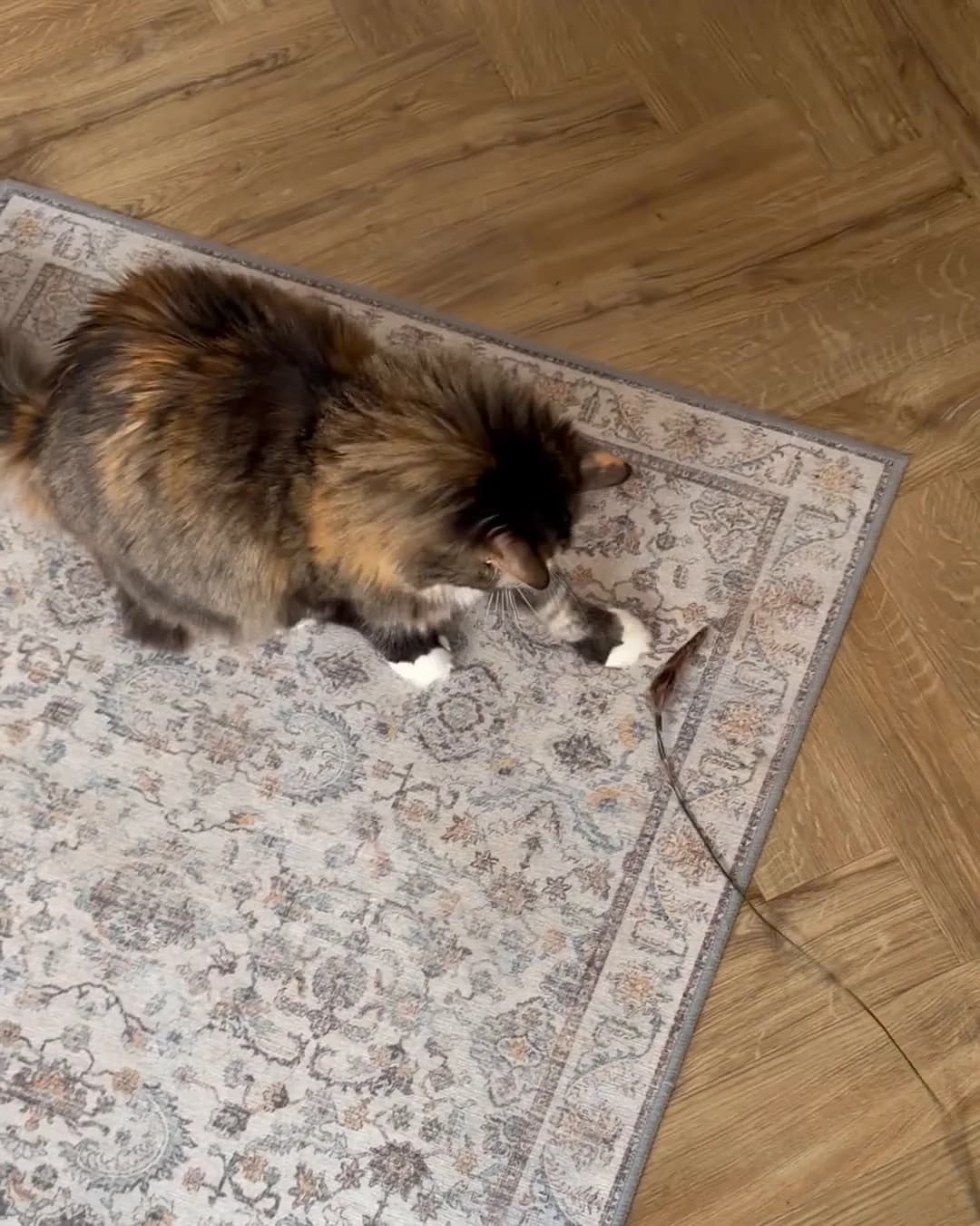 Tab-Tab, the founder’s cat, pinning the Wren under her paw, its cord trailing across the rug